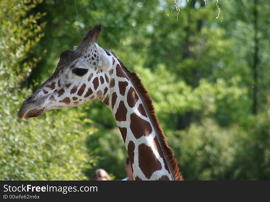 Beautiful looking head of giraffe