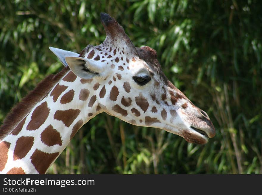 Beautiful looking head of giraffe