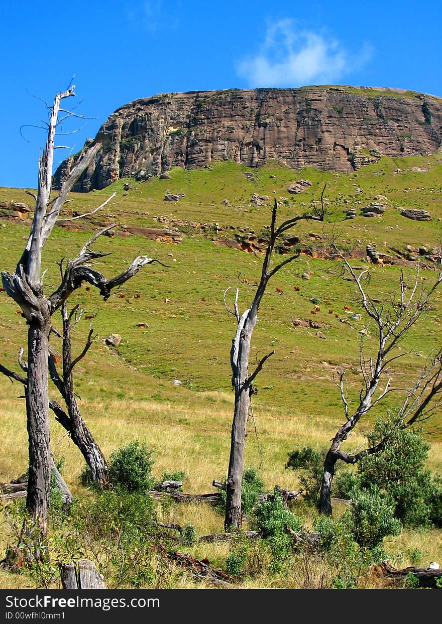 Dry trees in a mountain valley