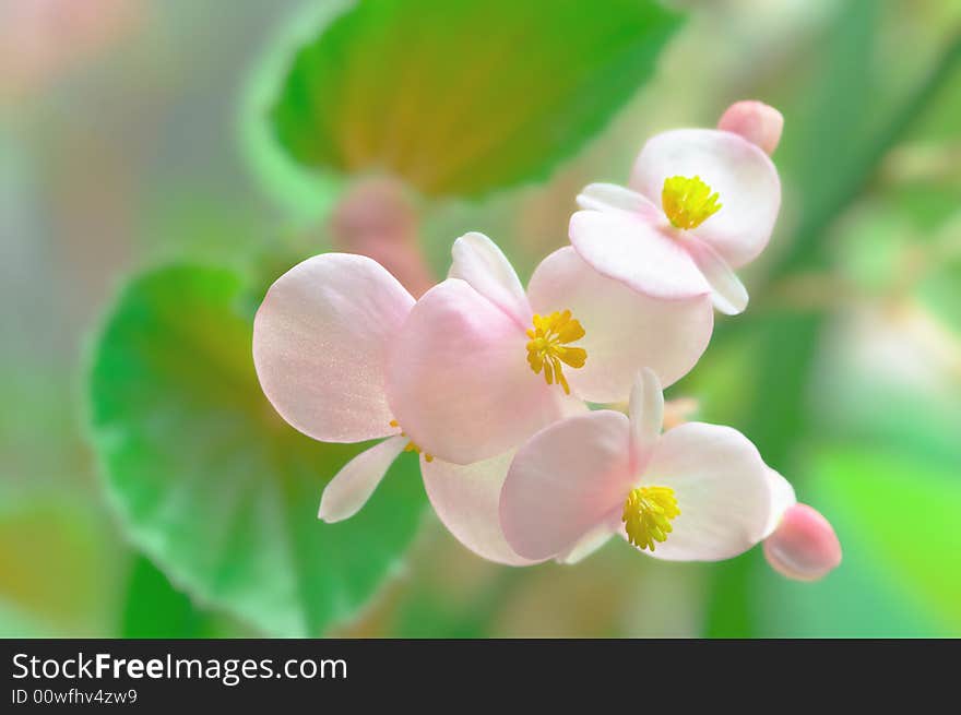 Pink soft flowers with blurred leaf card