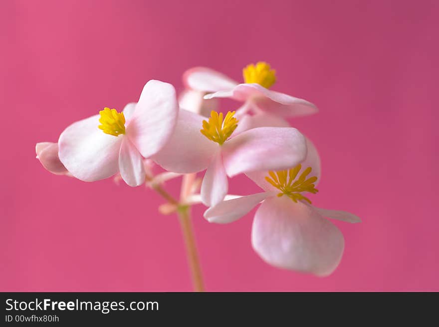 Pink flower on pink backround. Pink flower on pink backround