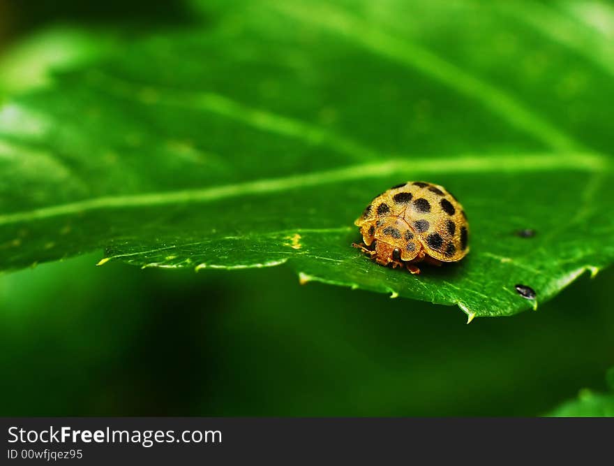 On a green leaf's Ladybug