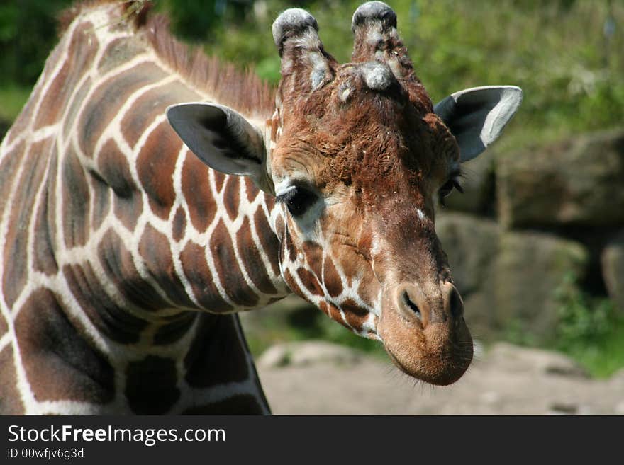 Beautiful looking head of giraffe