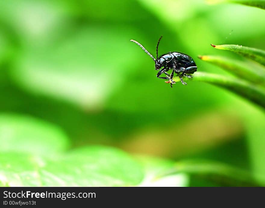 Ladybug