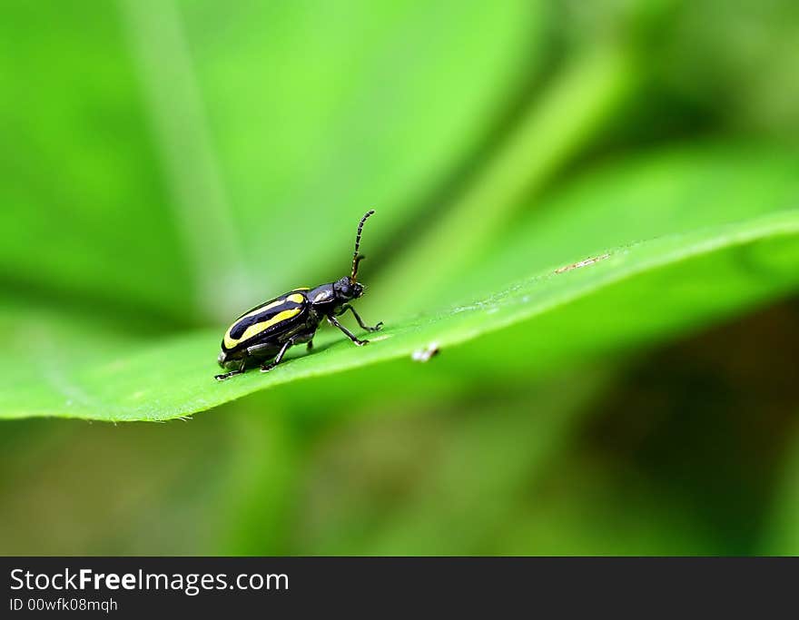 Ladybug