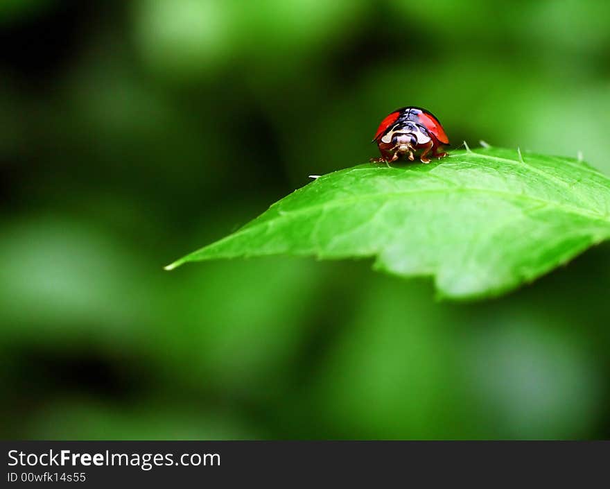 Ladybug