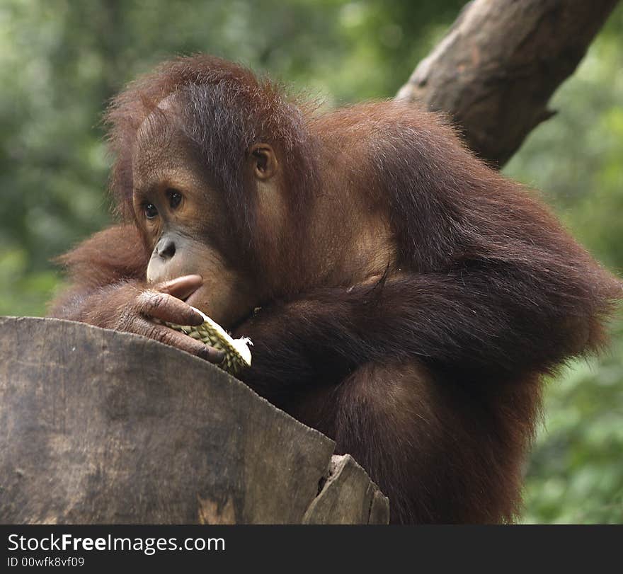 Baby Orang Utan