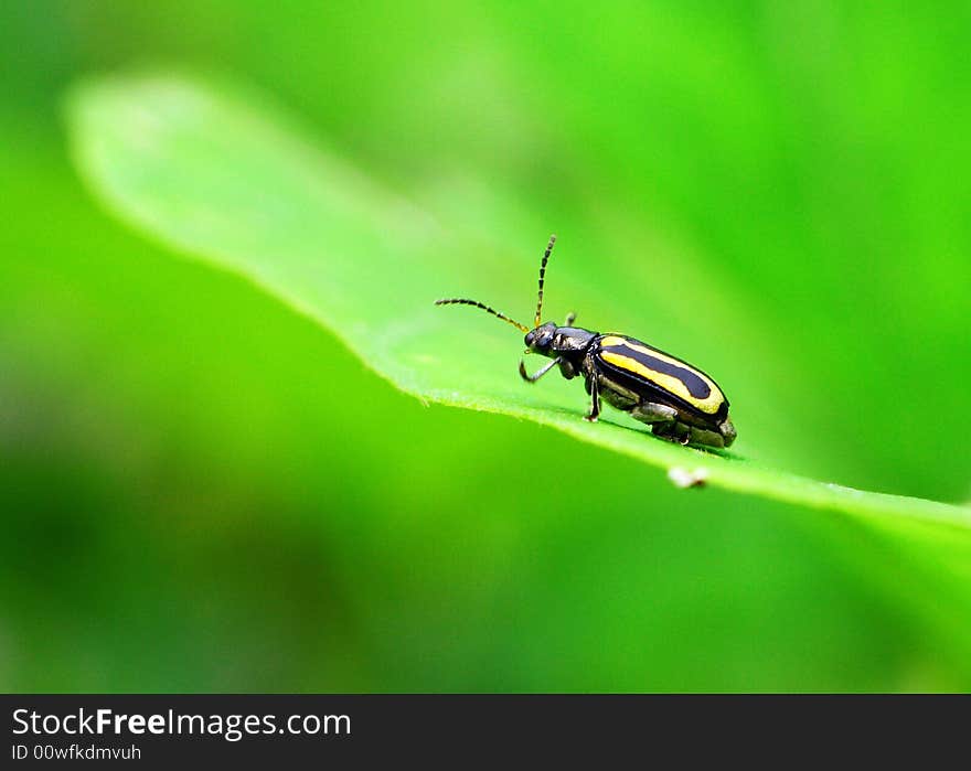 On a green leaf's Ladybug