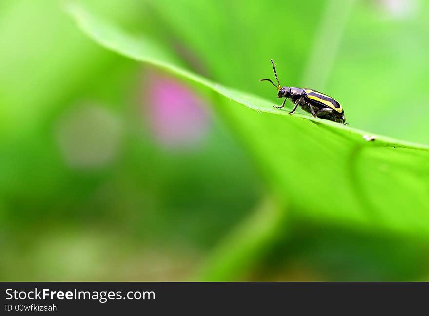 Ladybug