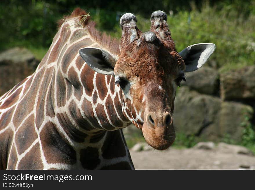 Beautiful looking head of giraffe