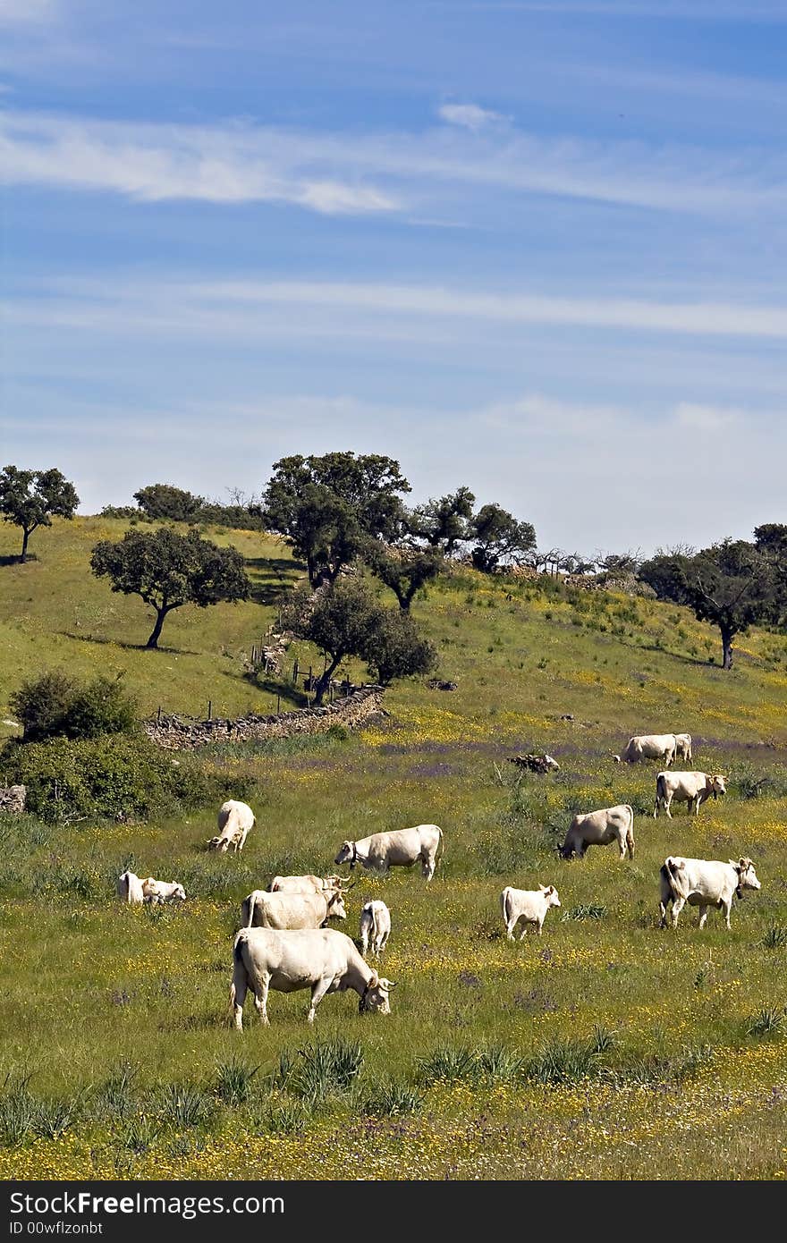 Some cows in mountain hills in Portugal. Some cows in mountain hills in Portugal