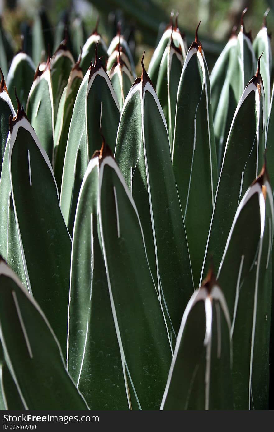 Desert plants