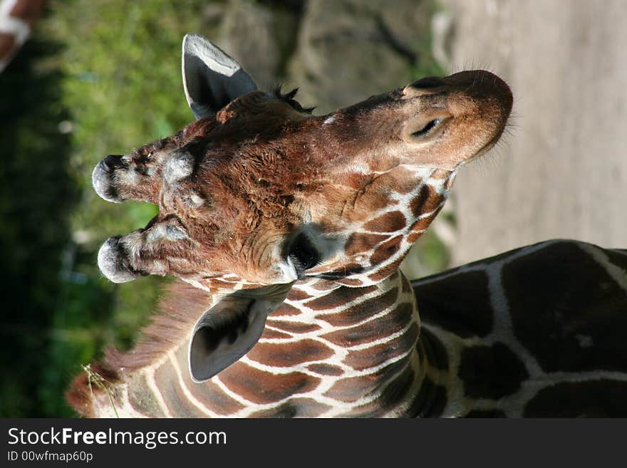 Beautiful looking head of giraffe