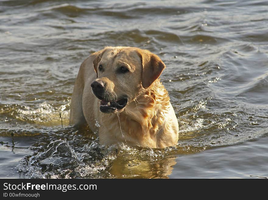 Labrador Retriever playing into the river. Labrador Retriever playing into the river