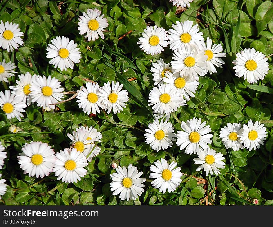 Little white flowers in park in springtime