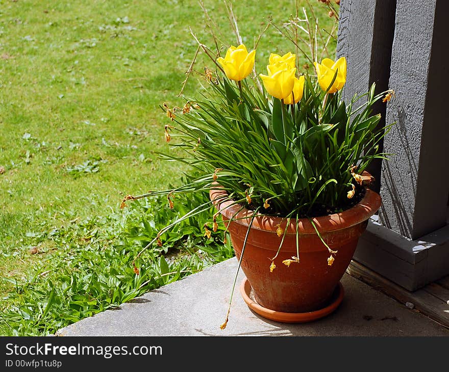 Daffodils in brown pot