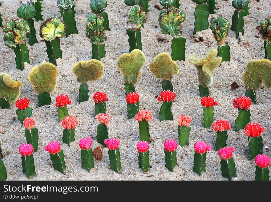 The files of colorful cacti plants grow in the sand. The files of colorful cacti plants grow in the sand.