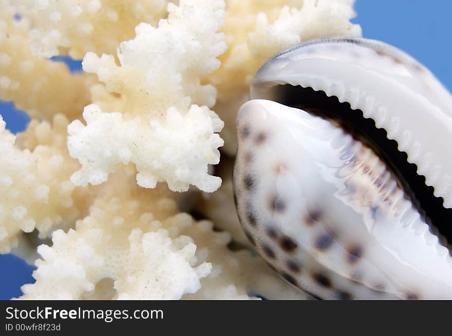 Macro of sea lifestyle of coral and shell on blue. Macro of sea lifestyle of coral and shell on blue