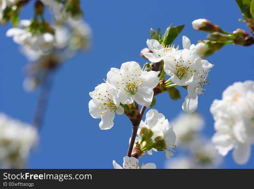 The branches of fruiters covered by flowers