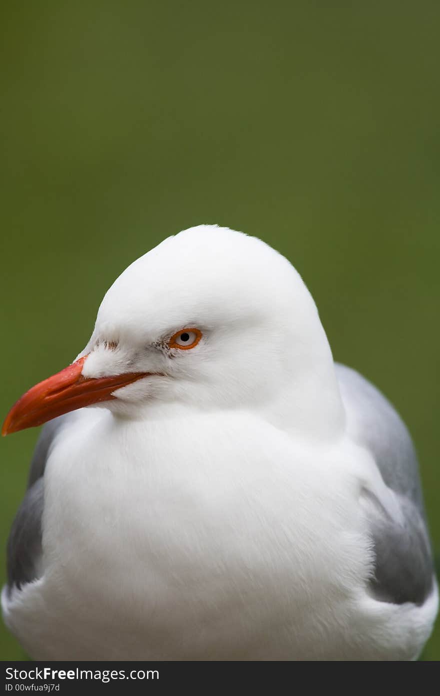 Silver Gull (Larus novaehollandiae)