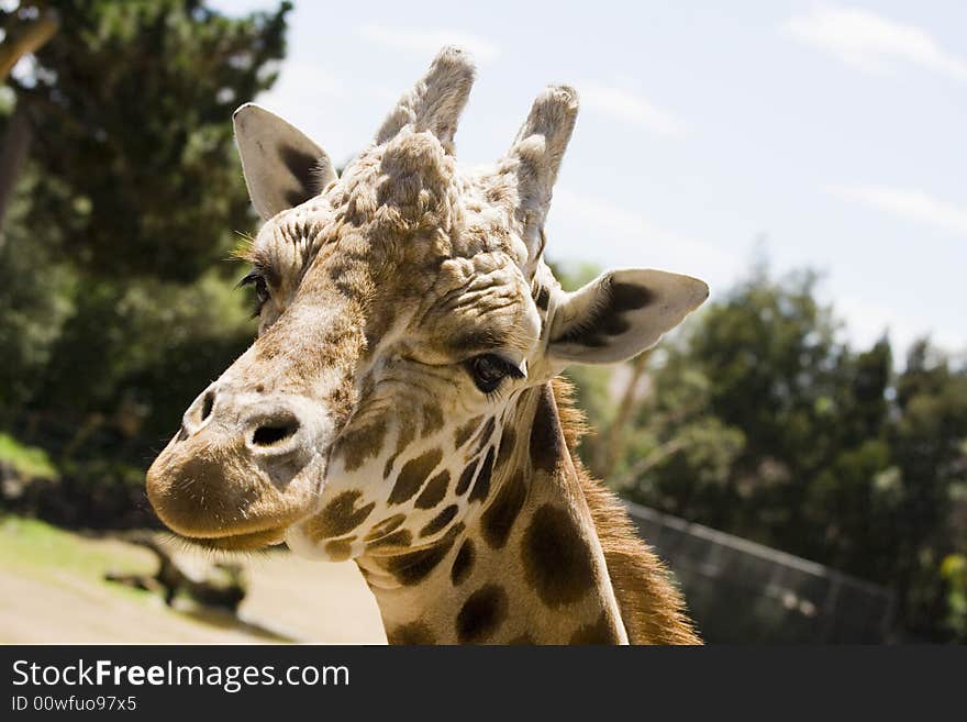 Closeup of a Giraffe head staring at camera