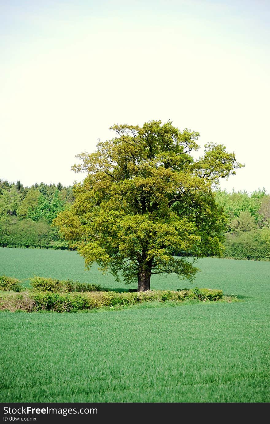 Shot of a single tree in a field. Shot of a single tree in a field