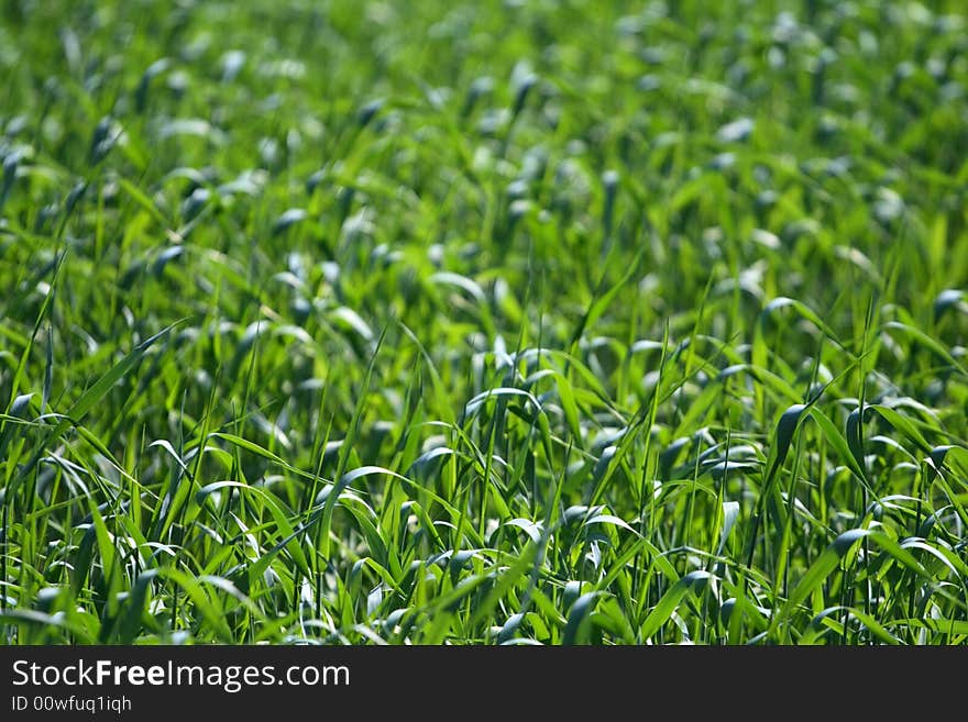 Green field of young grass. Green field of young grass.