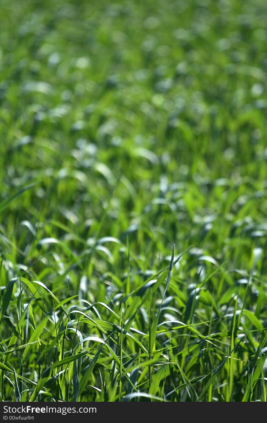 Green field of young grass. Green field of young grass.