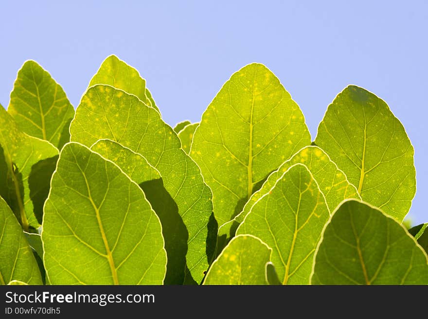 Green leaves against the sun over the blue sky