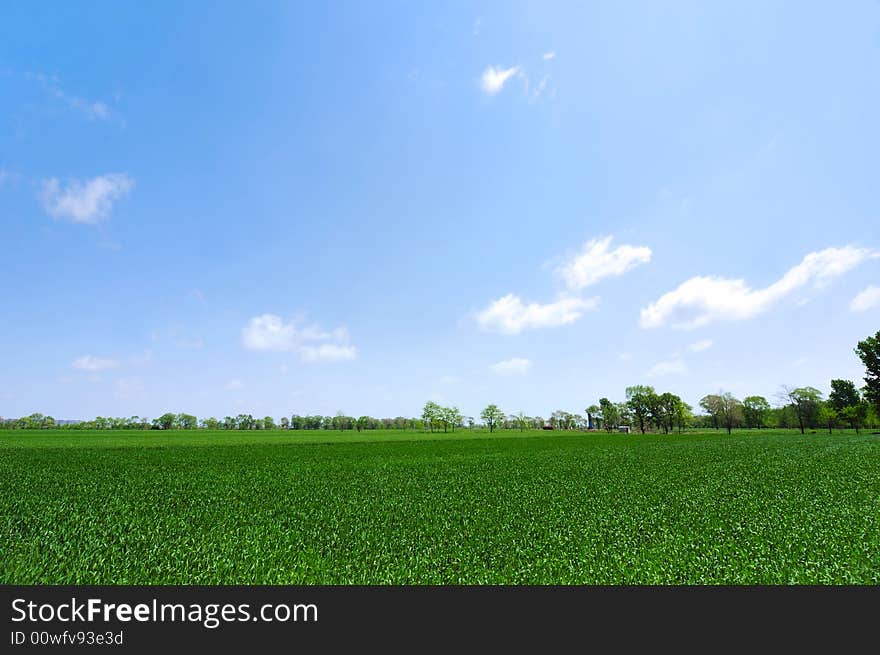 Wheat Field