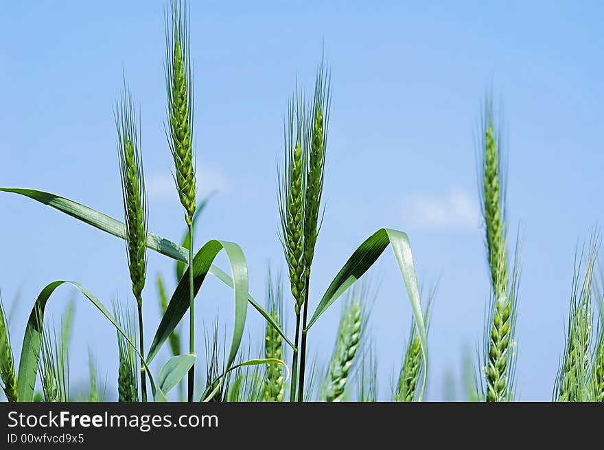 Wheat Field