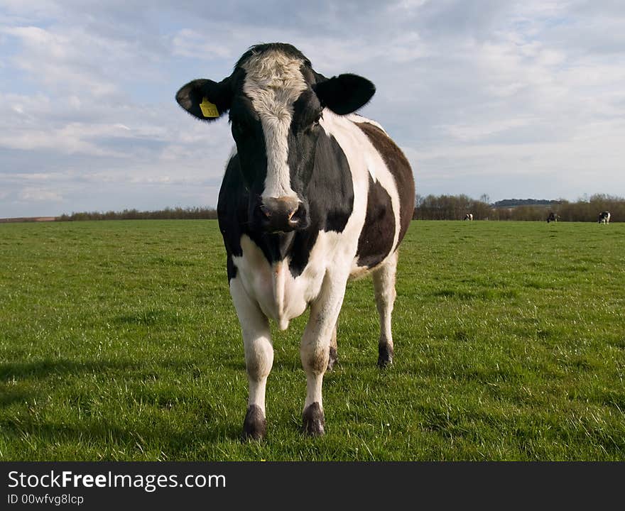 Cows On Farmland