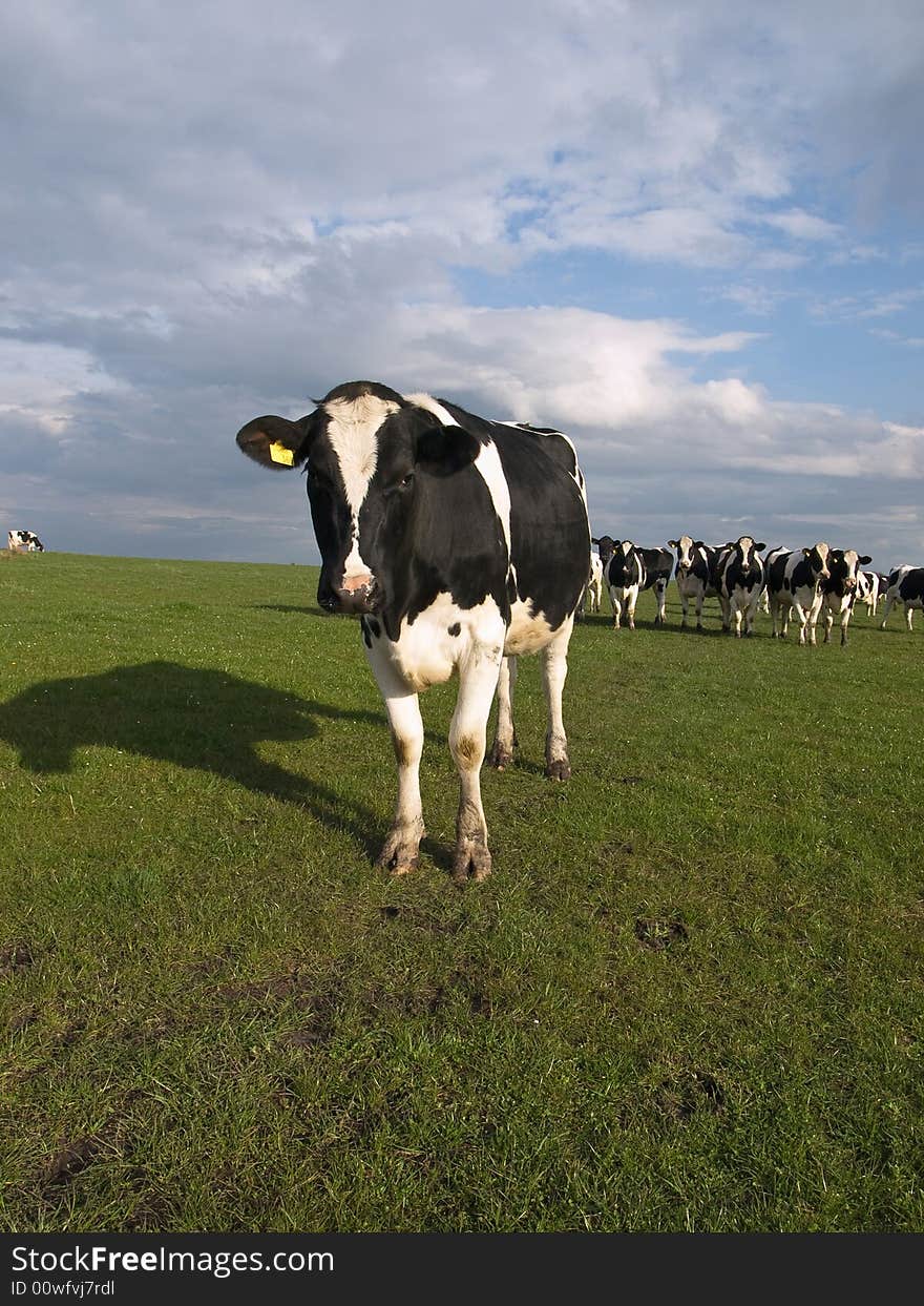 Cows On Farmland