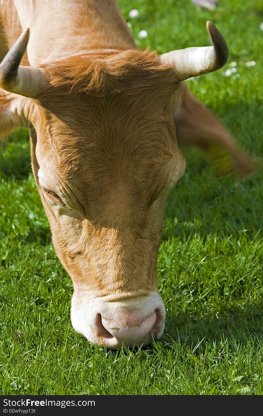 Cow