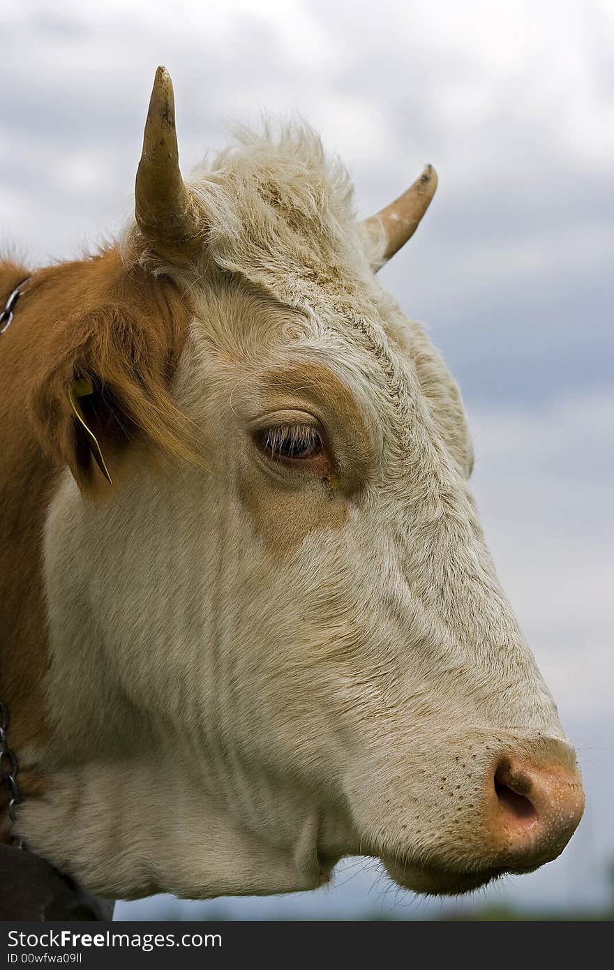 Cow