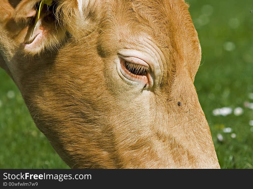 Close up shot of a cow face. Close up shot of a cow face