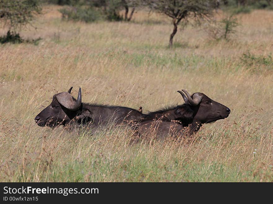 Two cape buffalo (syncerus caffer)on the serengeti plains in tanzania