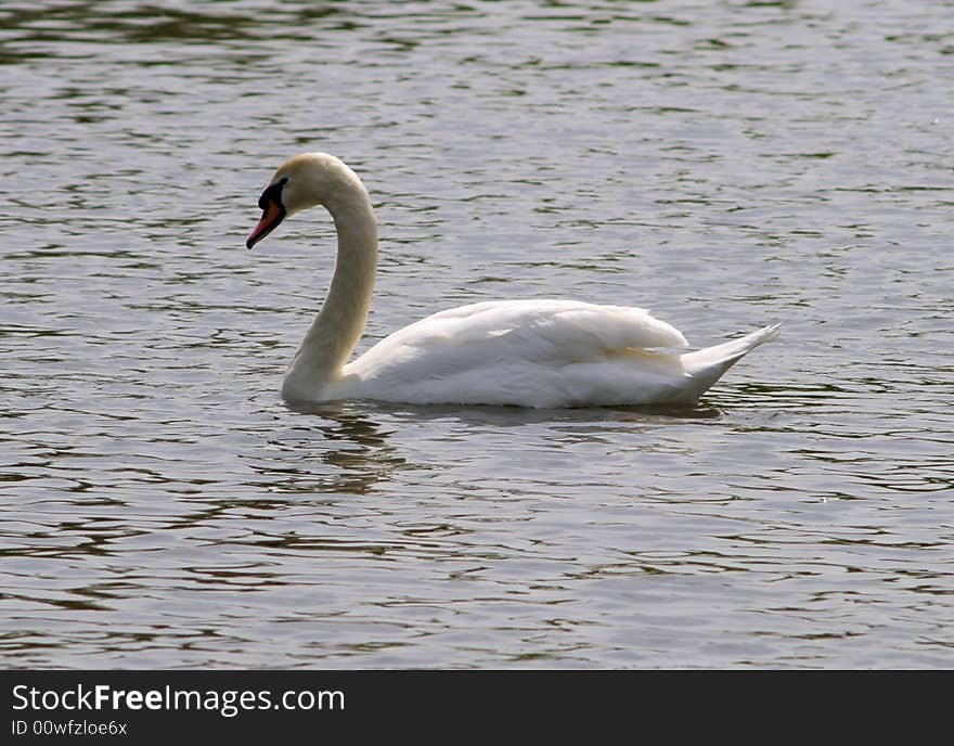 Swan