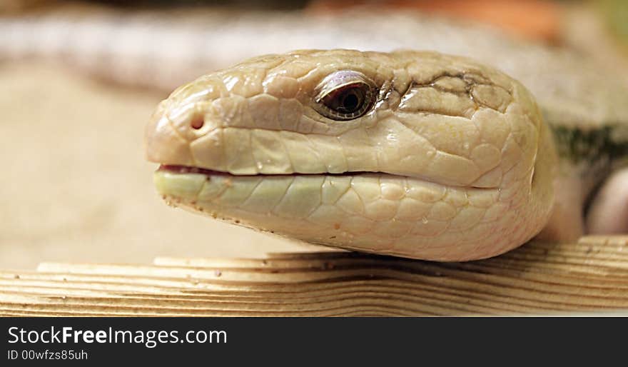 Lizard,focus on a eye