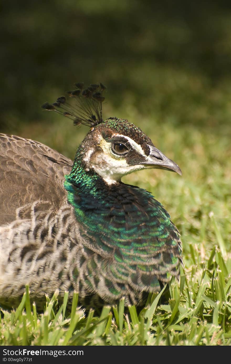 Indian Blue Peafowl (Pavo Cristatus)