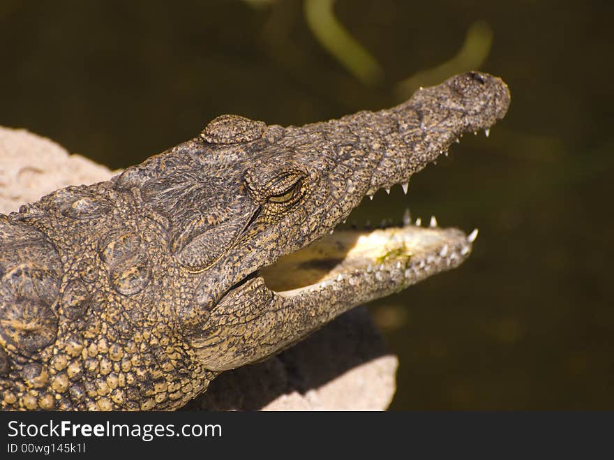 Head of an Alligator (Alligator Mississippiensis). Taken in a zoo in Fuerteventura, Spain.