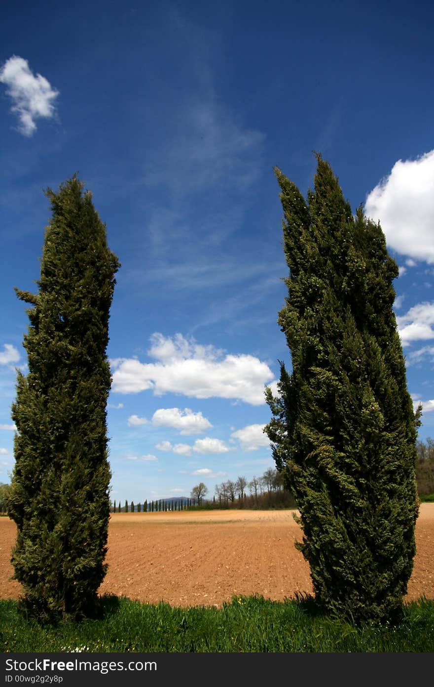 Two cypresses