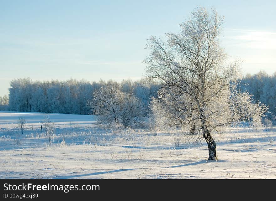 Previously frosty morning, white birch, scintillating in the cold snow. Previously frosty morning, white birch, scintillating in the cold snow