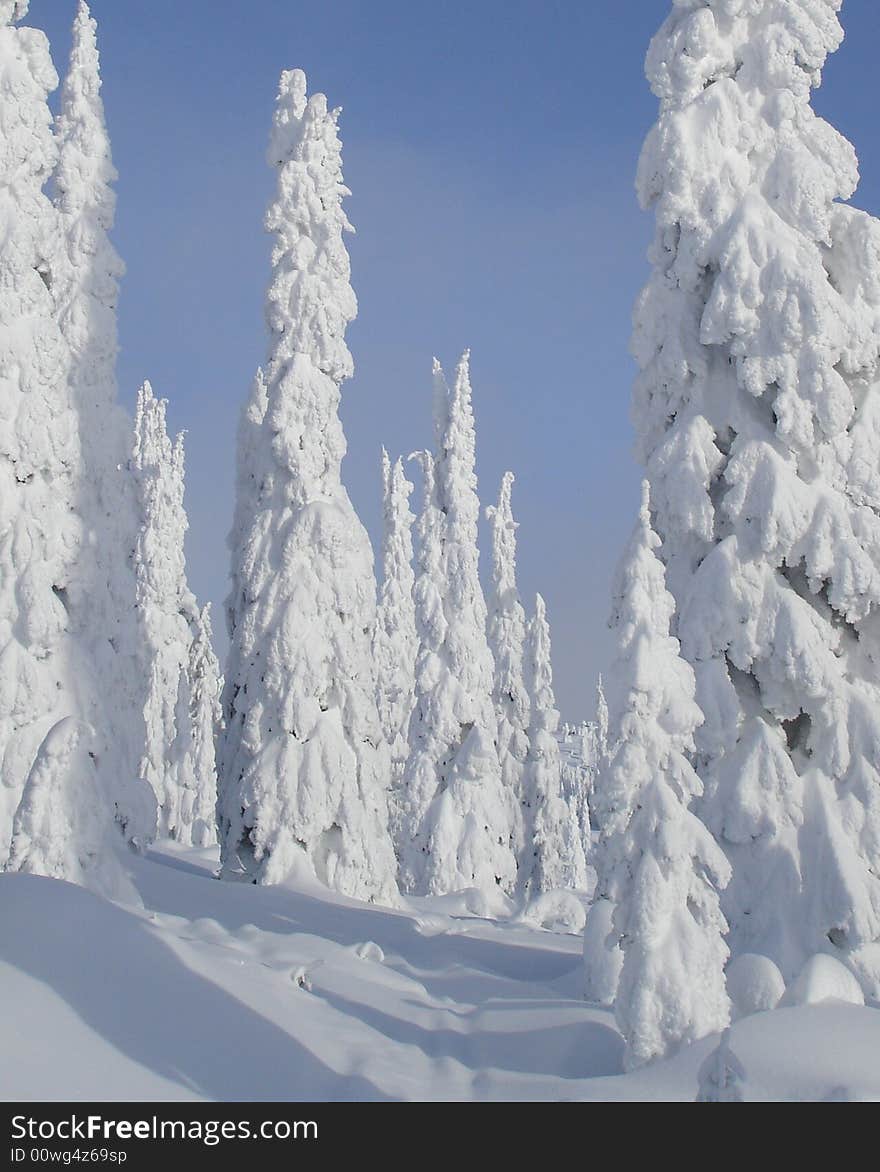 Snow Covered Trees in Canada. Snow Covered Trees in Canada