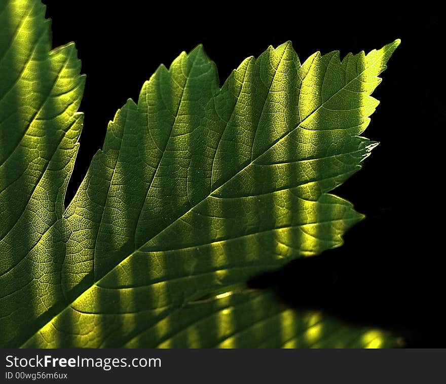 Leaf, detail shot at evening. Leaf, detail shot at evening