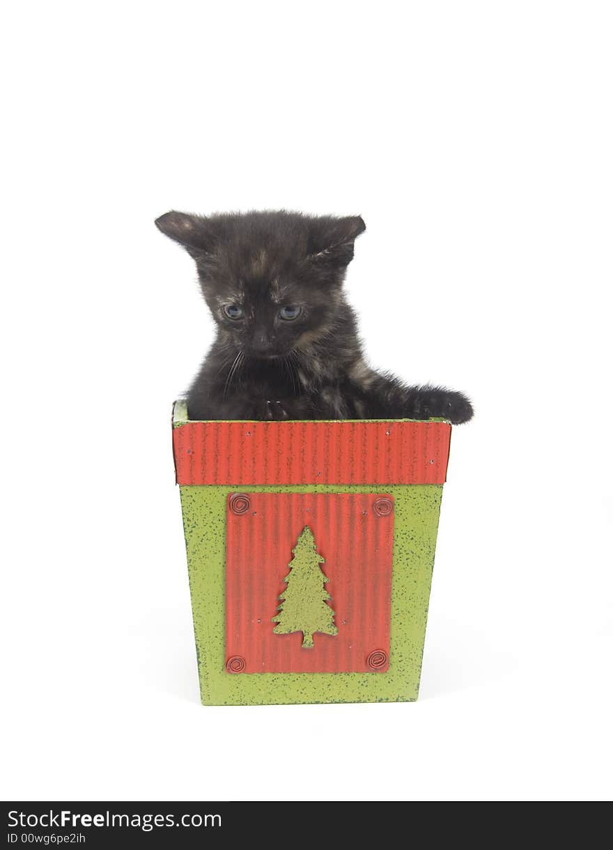 Kitten in christmas pot