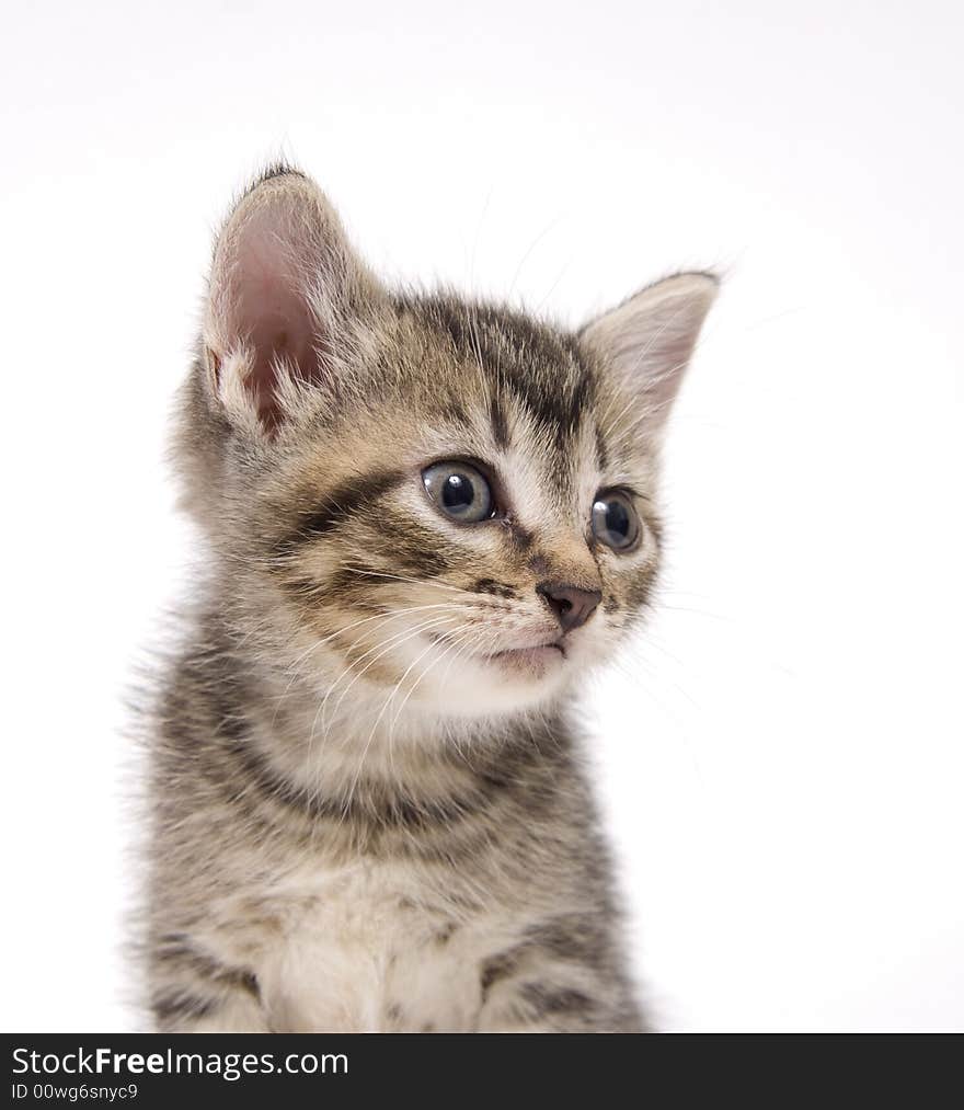 A tabby kitten sits on a white background. A tabby kitten sits on a white background