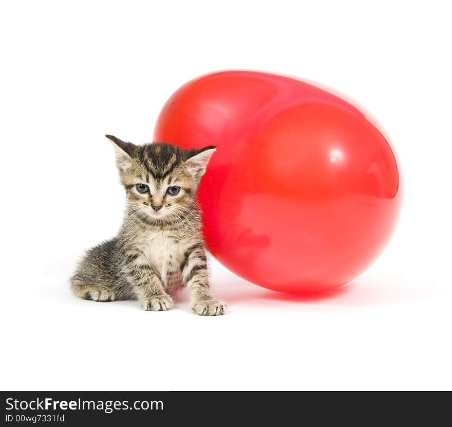 A kitten plays with a red heart shaped Valentines Day Balloon on white background. A kitten plays with a red heart shaped Valentines Day Balloon on white background