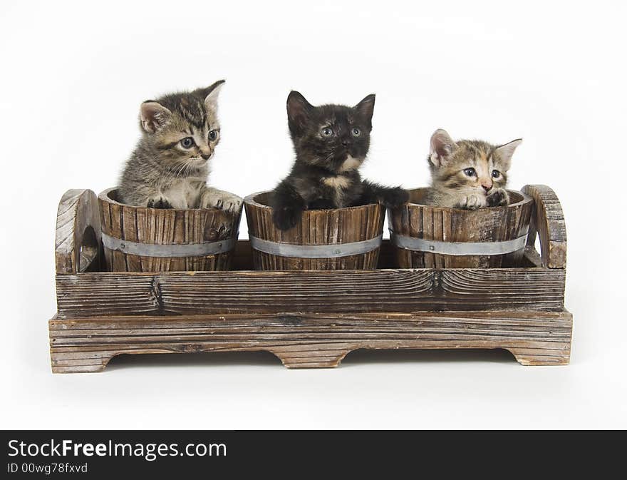 Three kittens peek over the edge of wooden flower pots on white background. Three kittens peek over the edge of wooden flower pots on white background