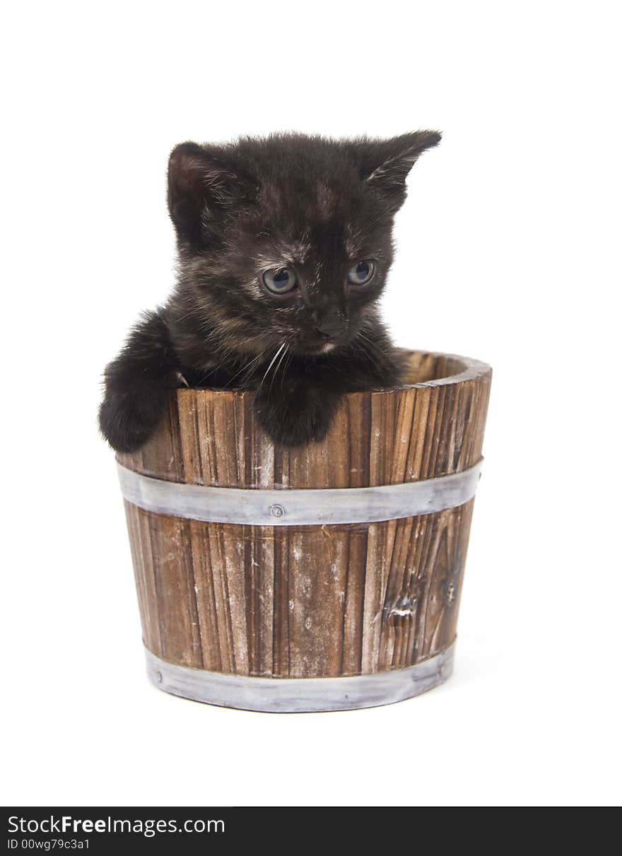 Kitten In A Flower Pot